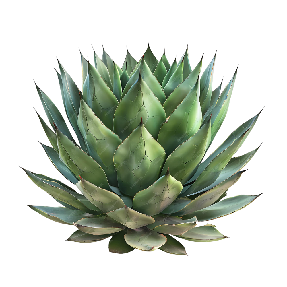 Cenizo agave