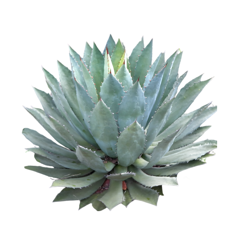 Maximiliana agave