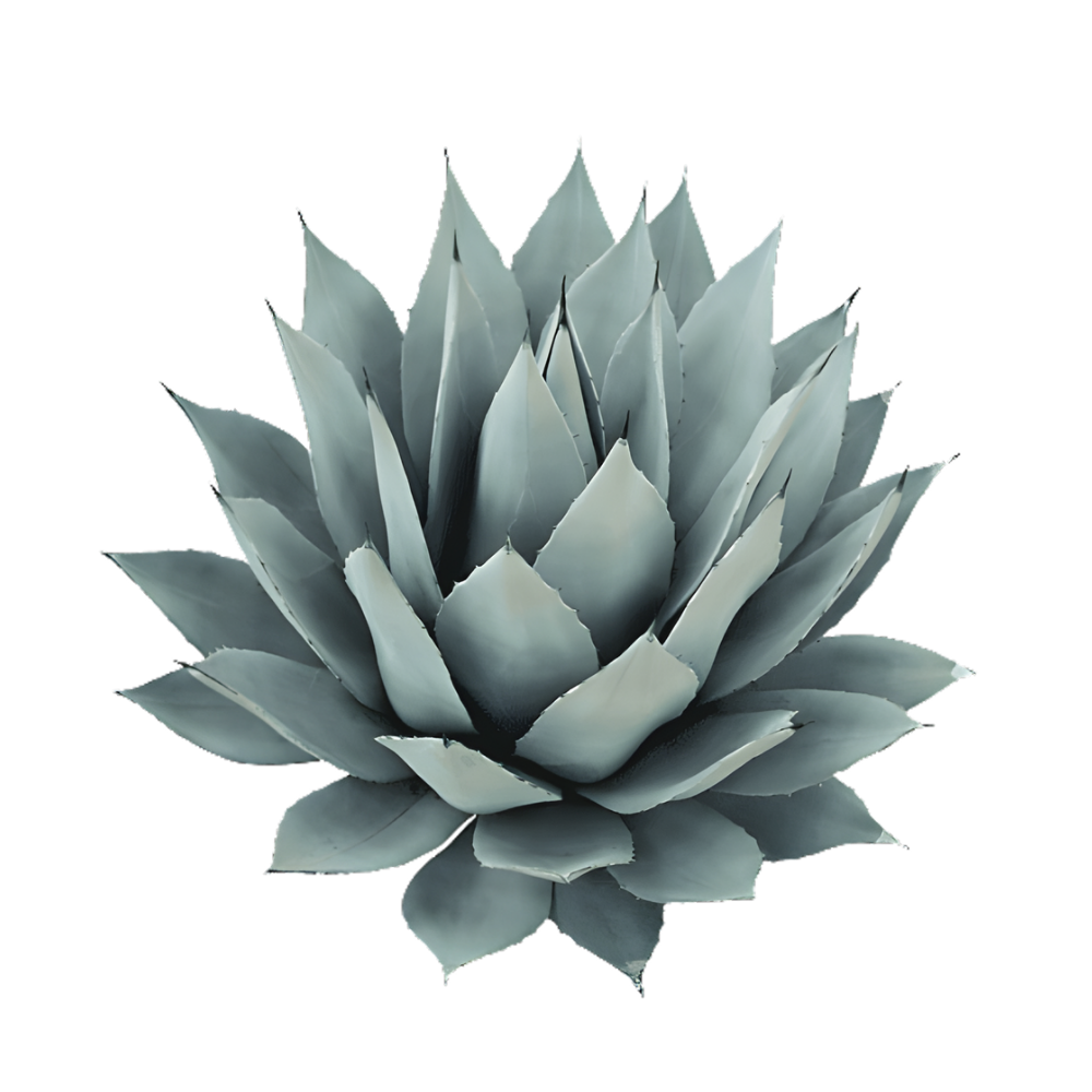Salmiana agave