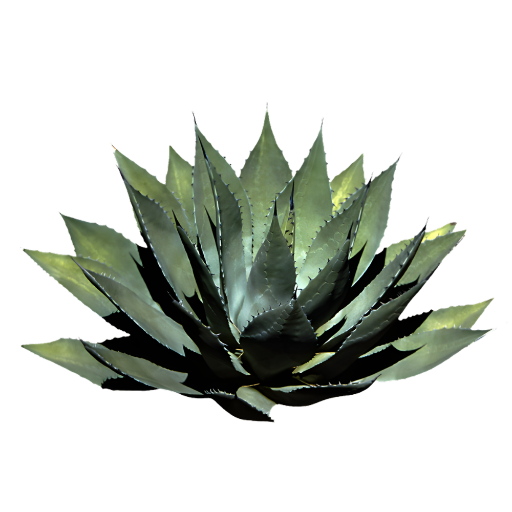 Tobalá agave
