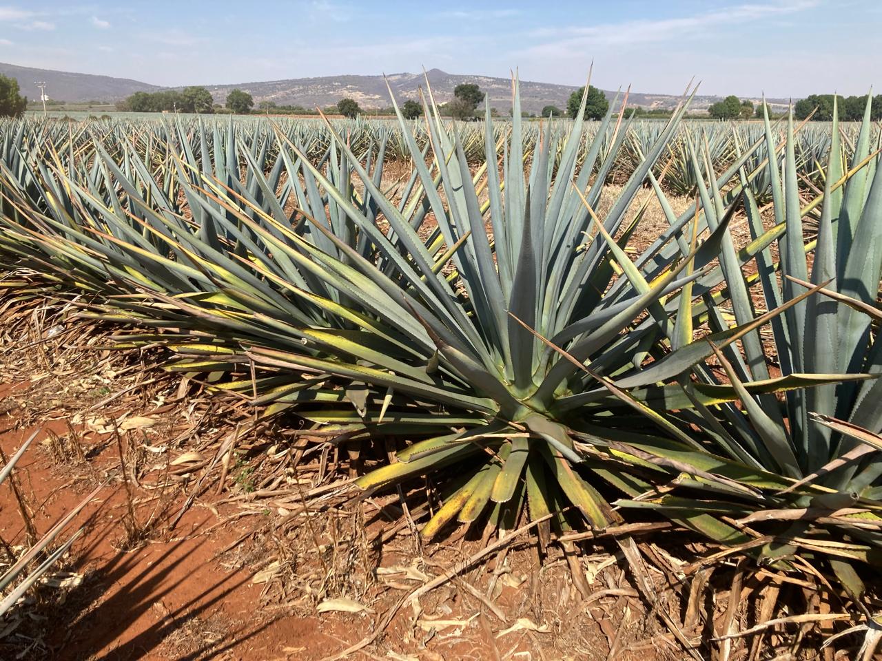 Highland agave fields