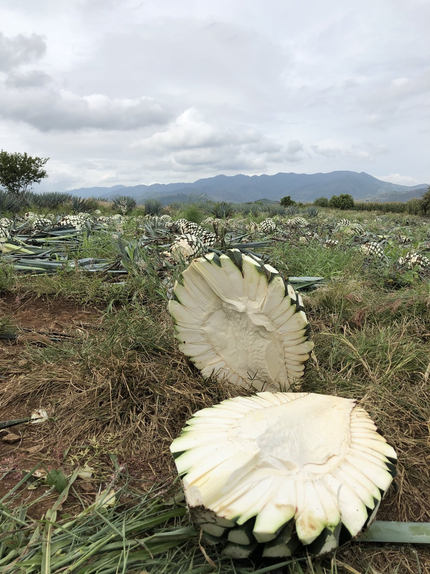 Siete Machos gallery