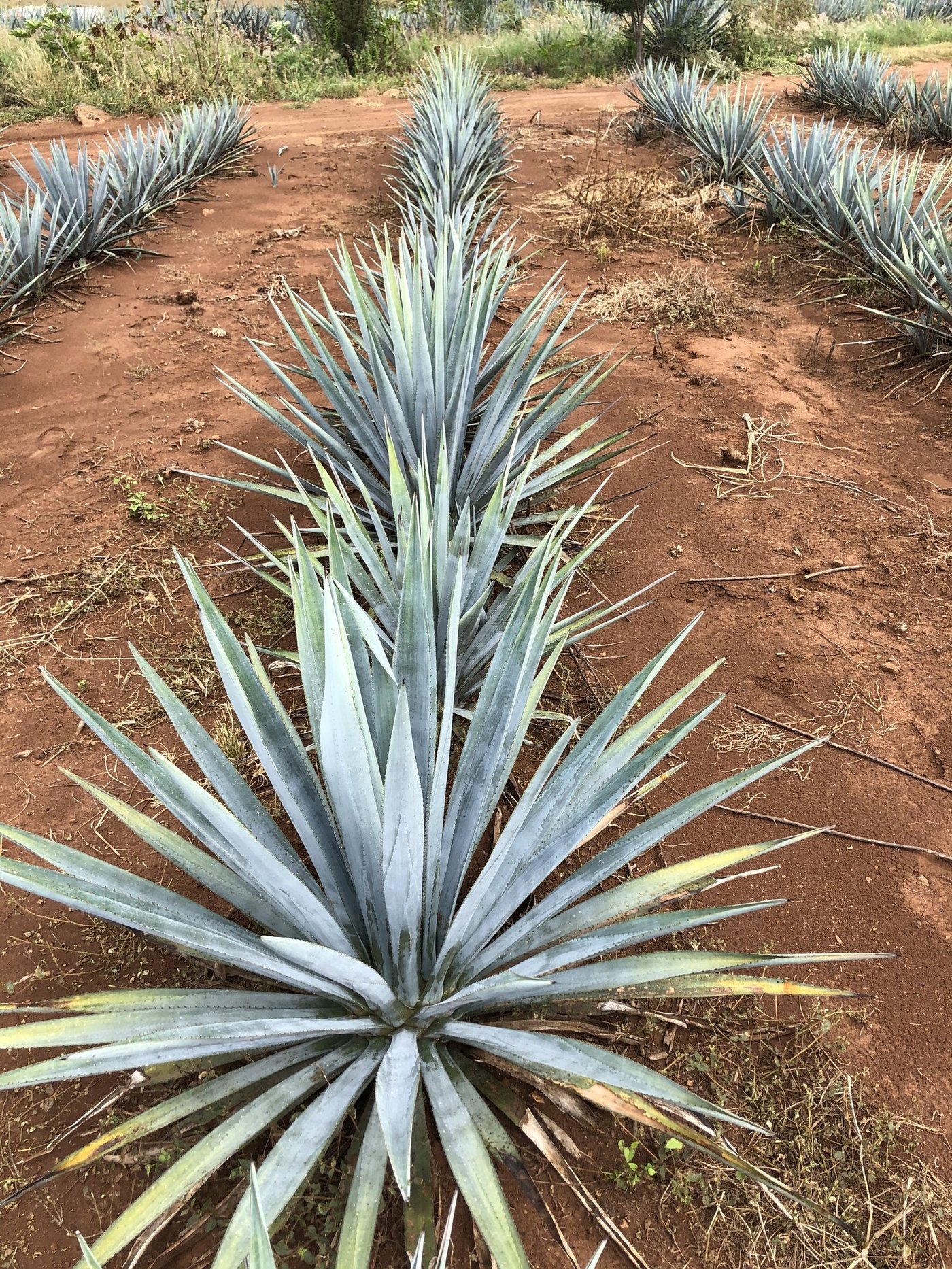 Siete Machos gallery