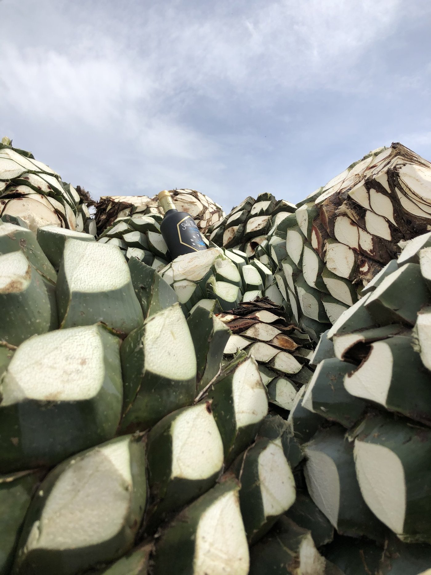 Siete Machos gallery