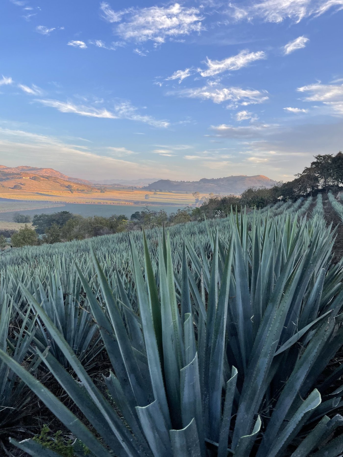 Siete Machos gallery