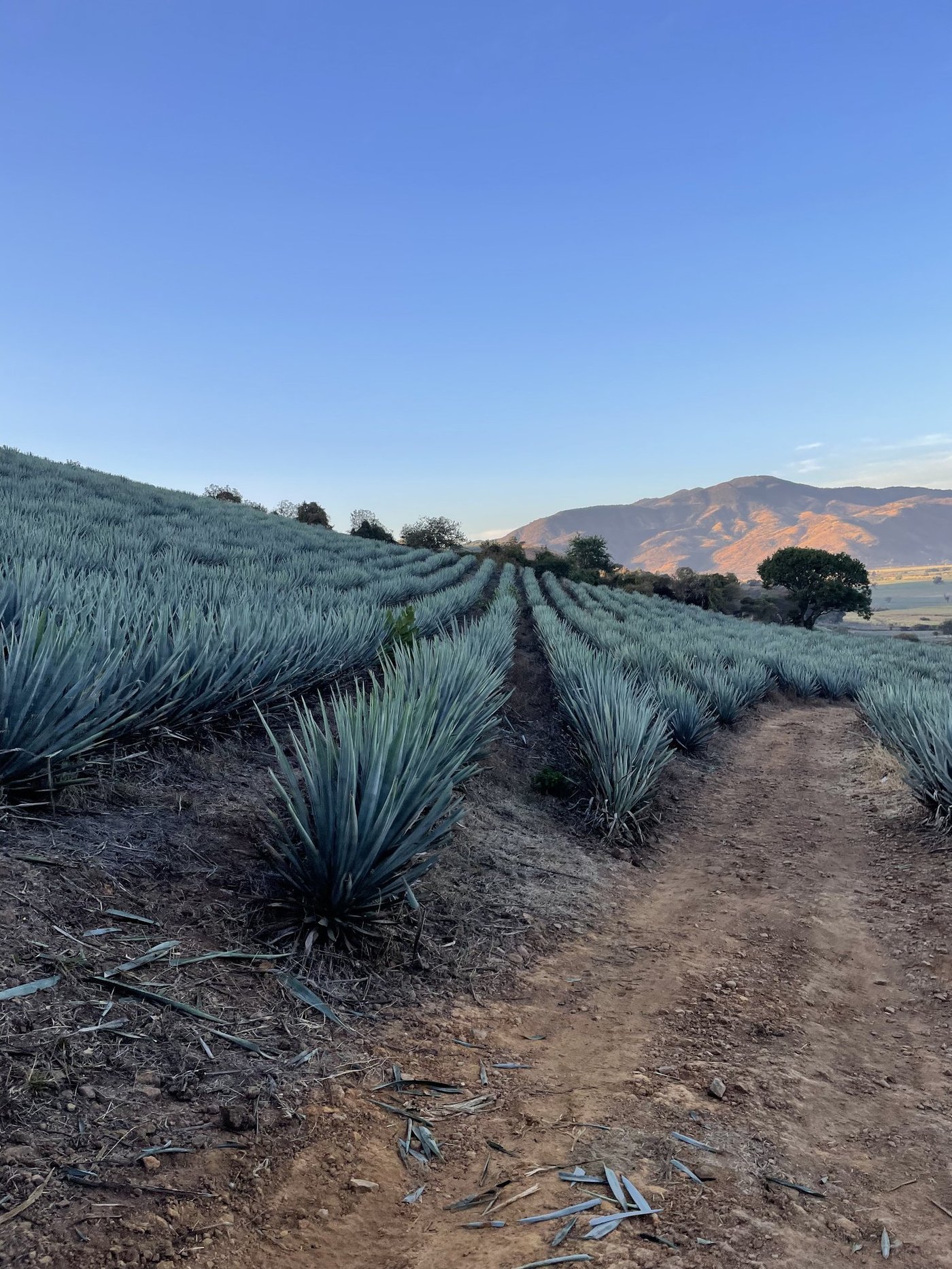 Siete Machos gallery