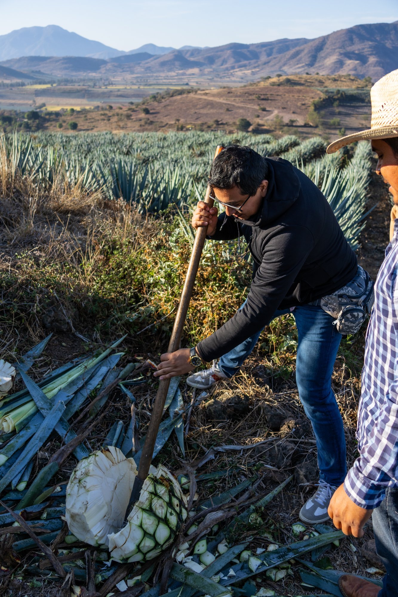 Siete Machos gallery