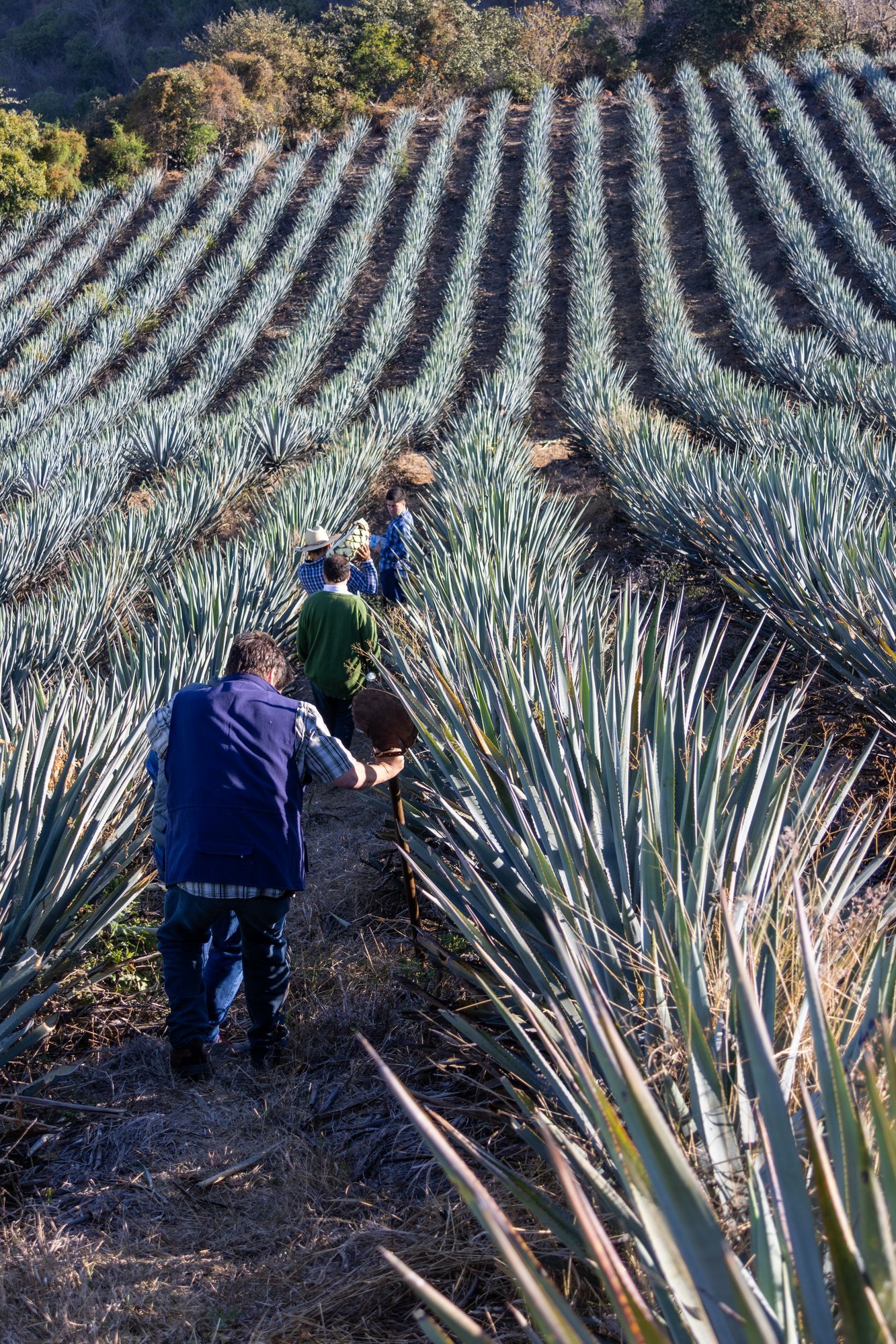 Siete Machos gallery