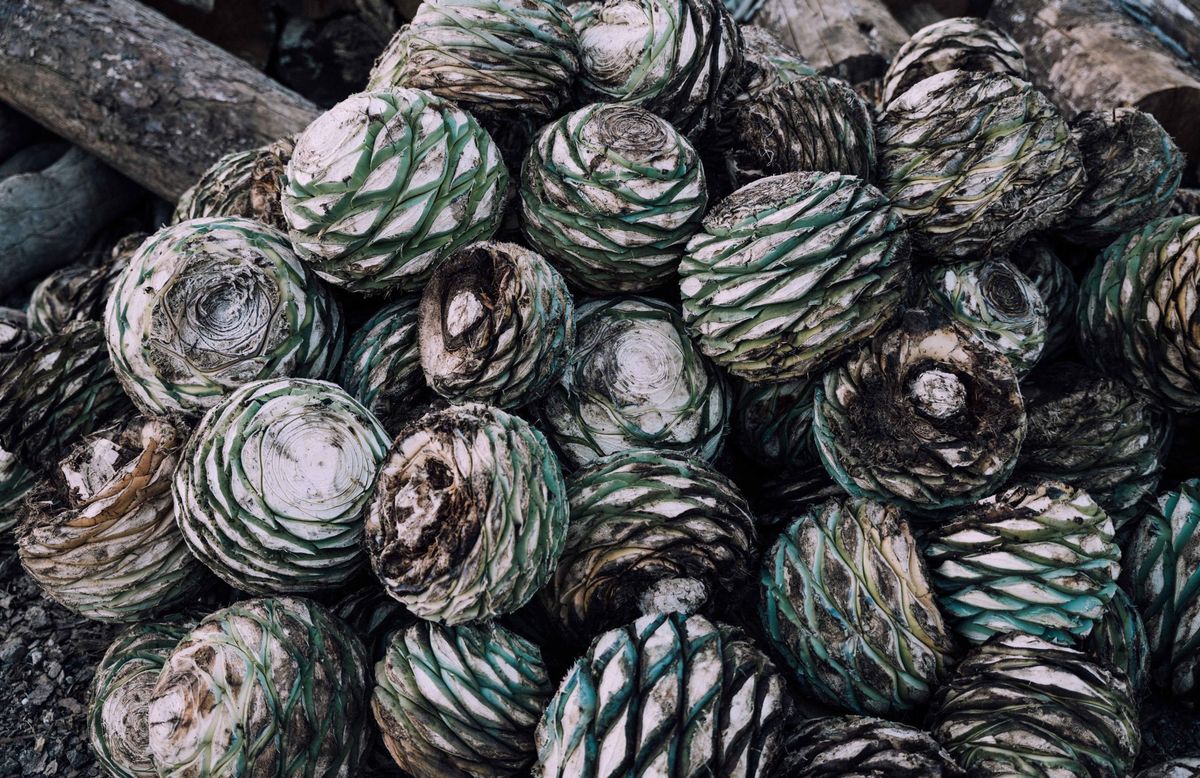 Harvesting agave for mezcal