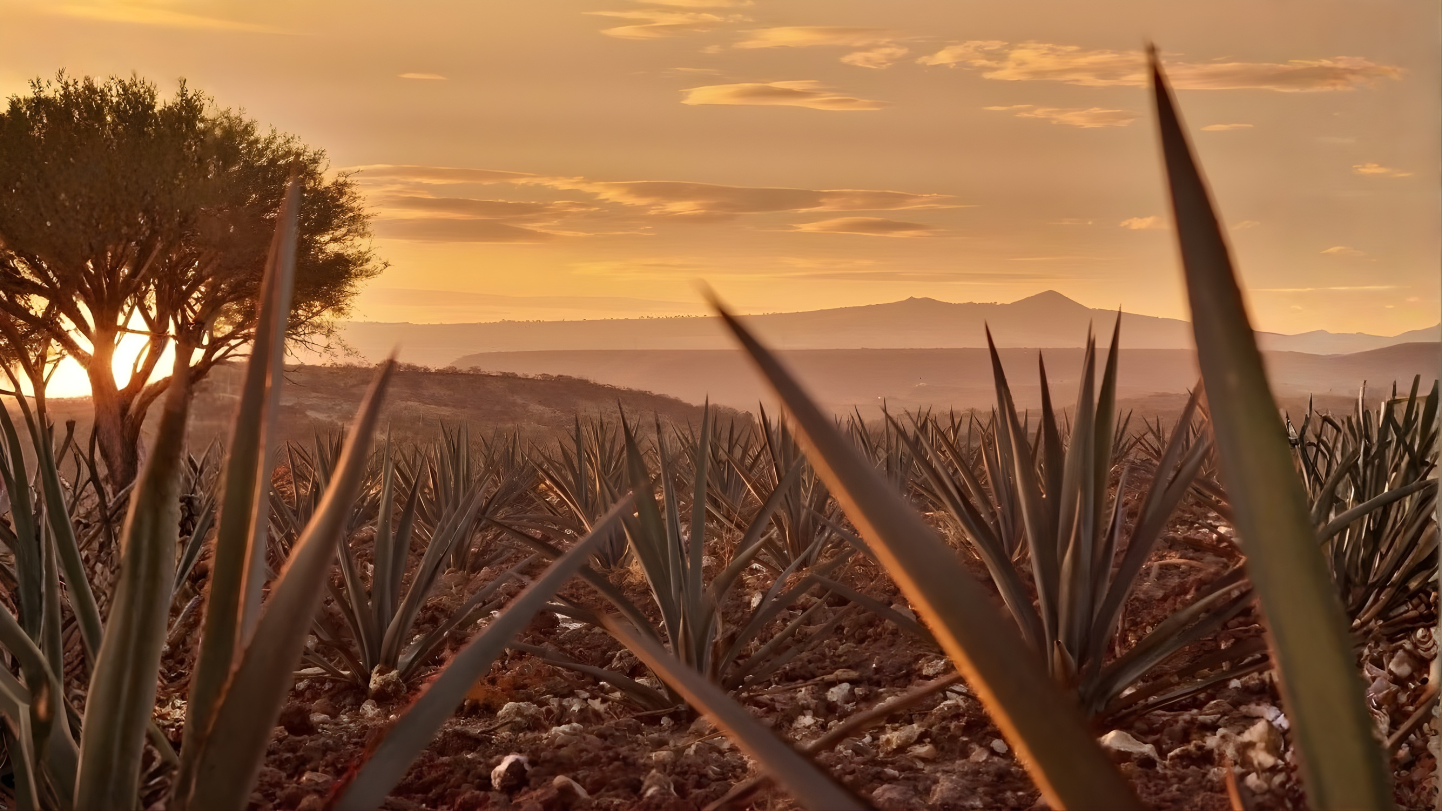 Mezcal agave landscape at sunset