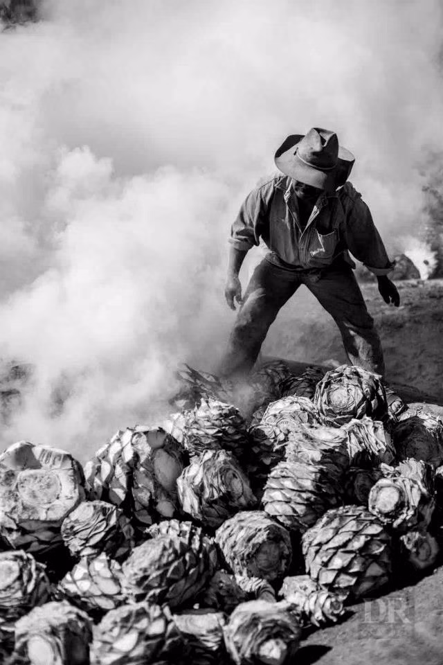 Pit roasting agave hearts