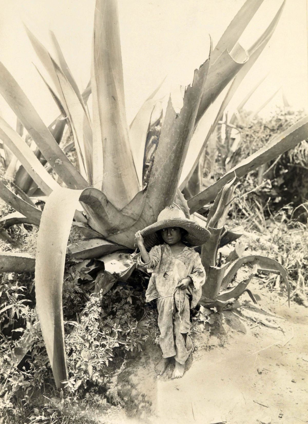 Historical photograph of child sitting beneath a giant agave plant