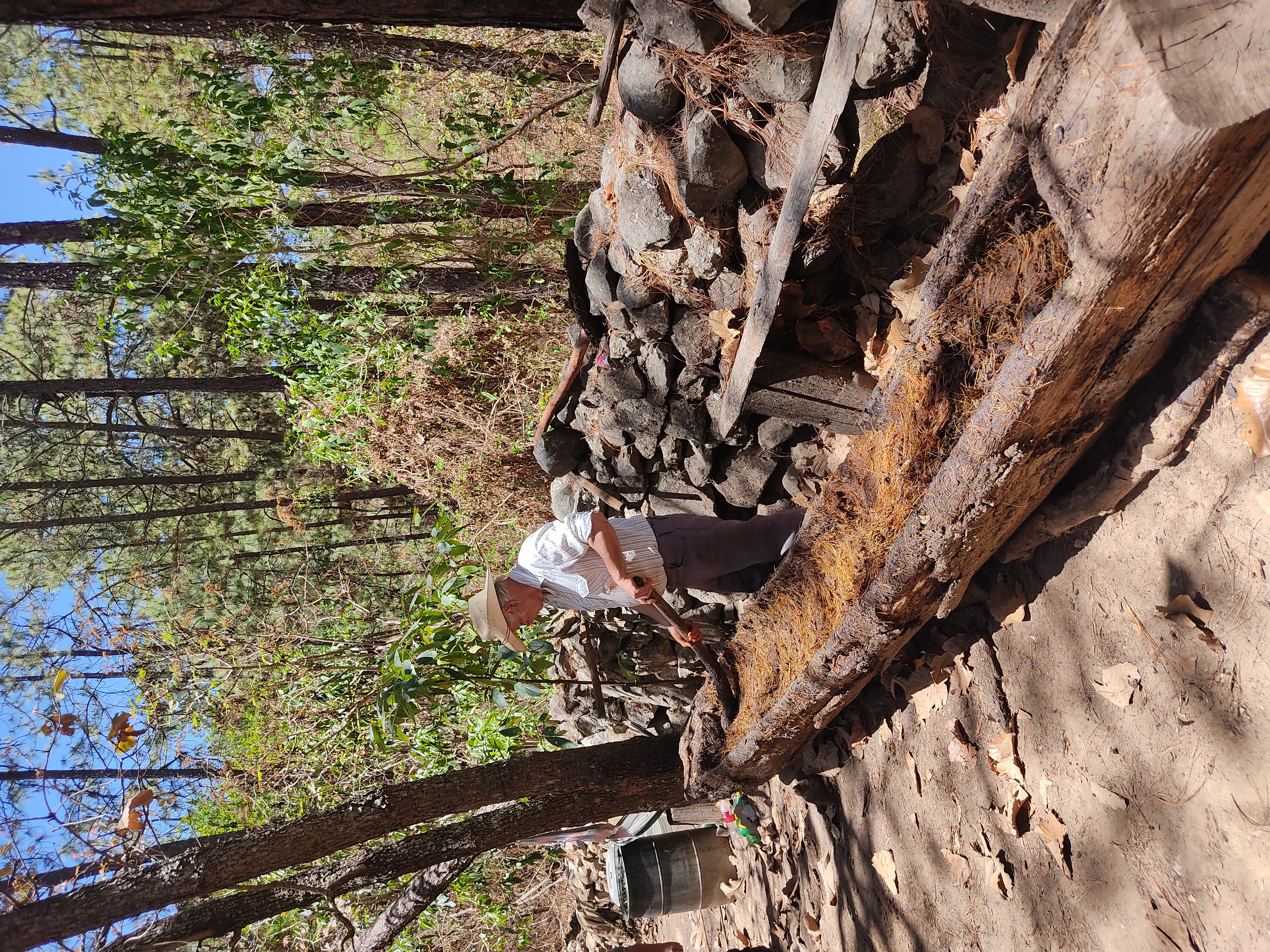 Crushing roasted agave in a canoa