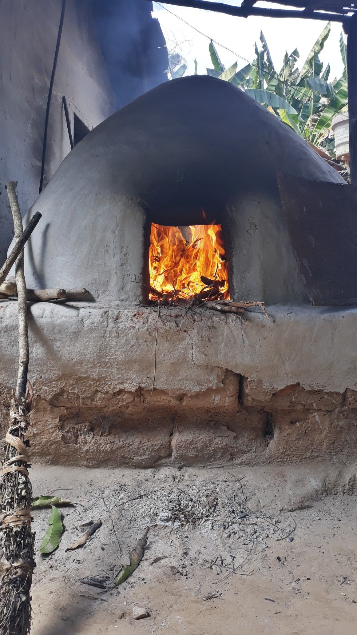 Pit roasting agave hearts