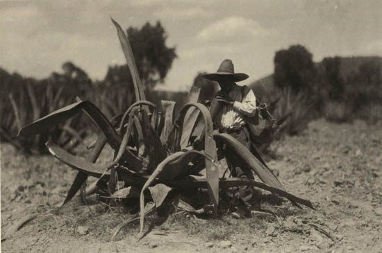 Raicilla craft and tradition