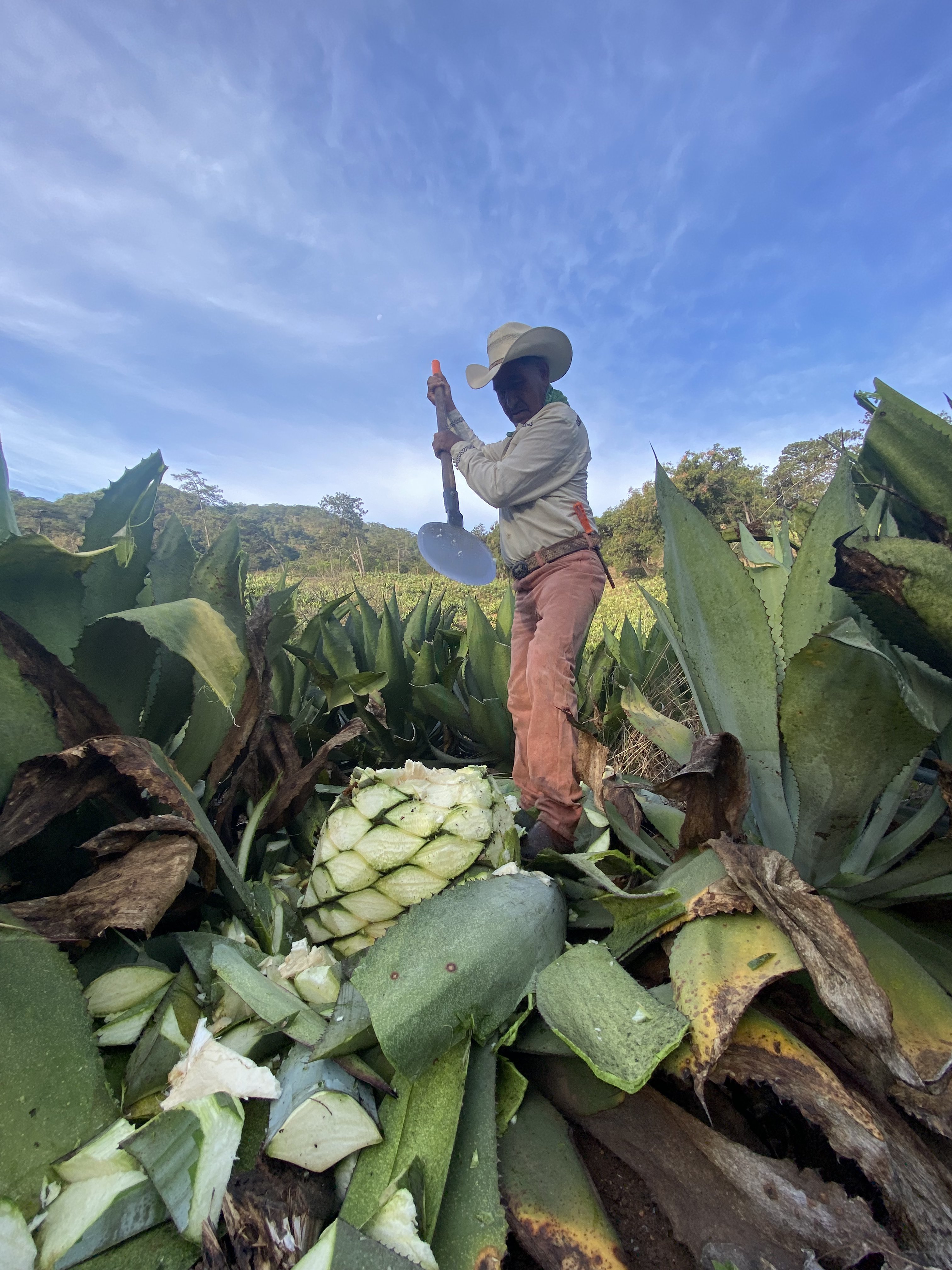 Harvesting agave for Raicilla