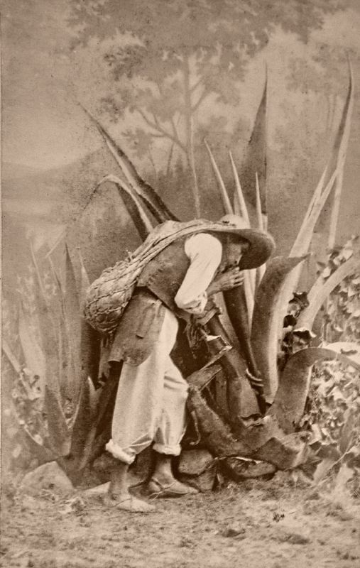Historical photograph of agave harvester