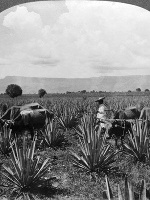 Tequila craft and tradition