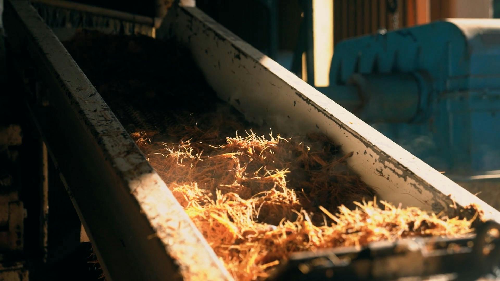Milling agave